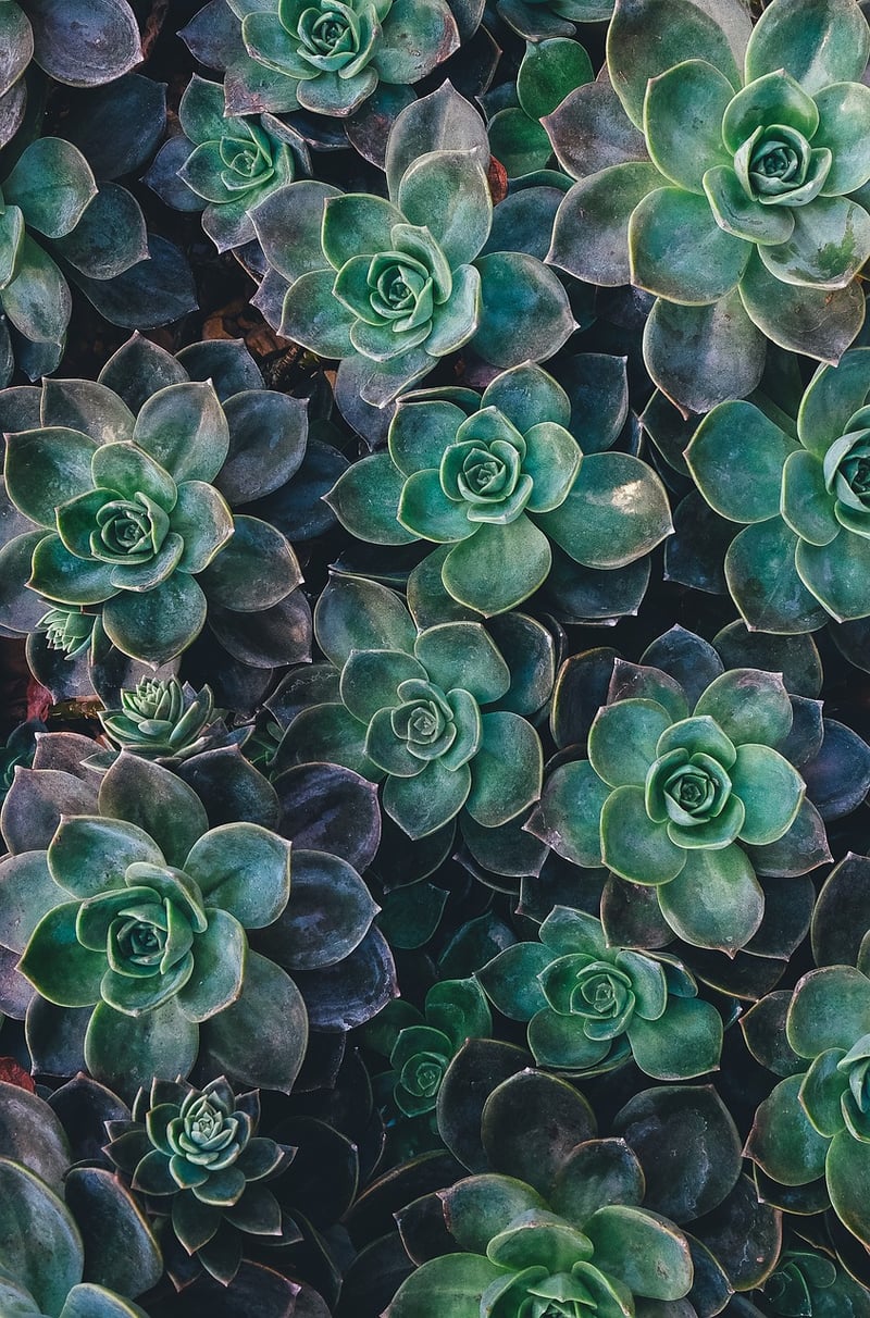 Whimsical Succulent Designs